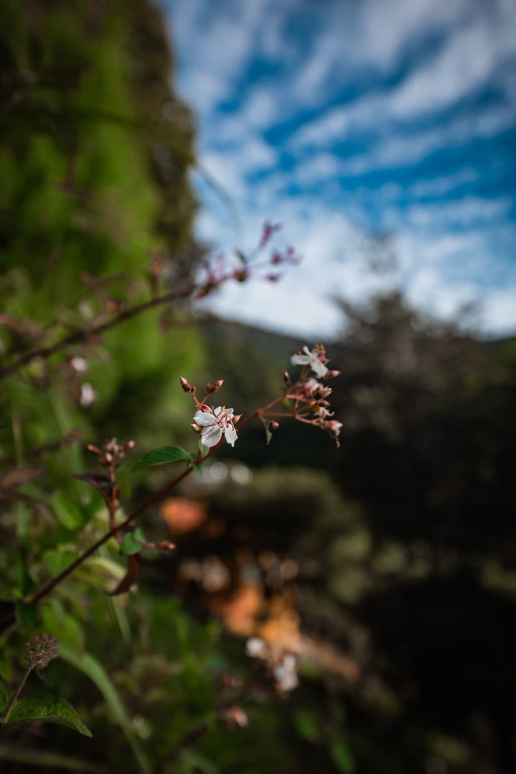 Close up on the flower in a tree