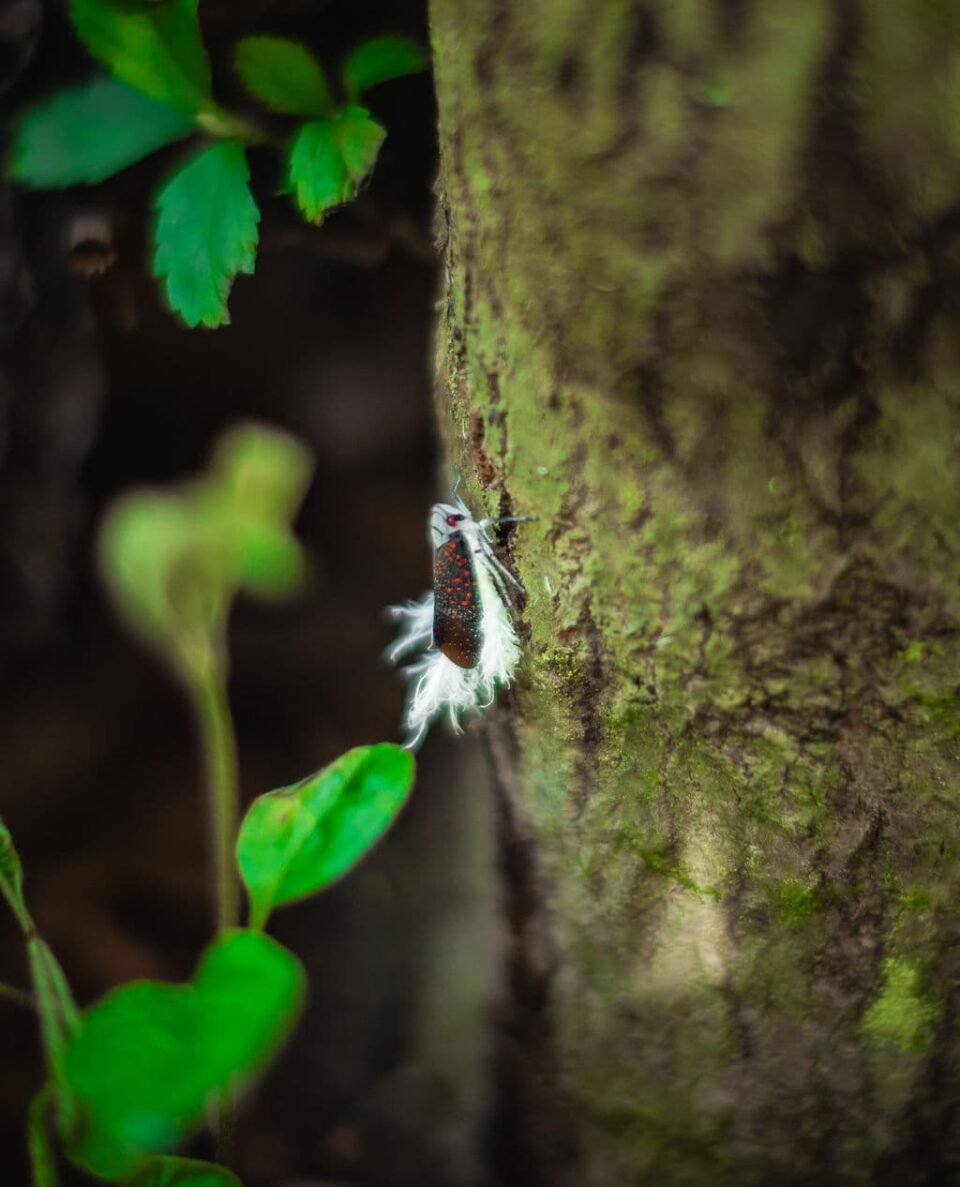 close-up of a magnificent insect on a tree trunk
