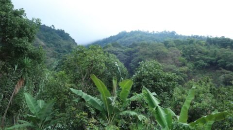 Foret1