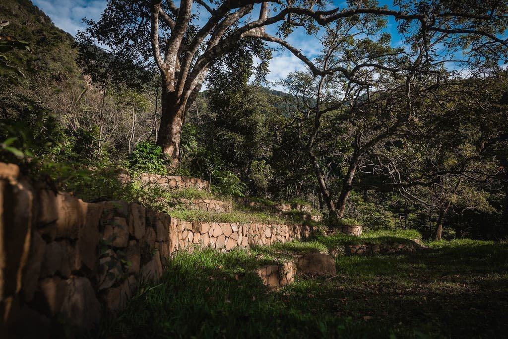 Syntropic farming, cultivating rich, biodiverse beds layered with abundant mulch