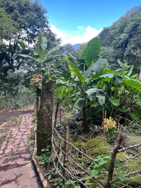 Jardin2